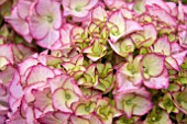 HYDRANGEA ADULA