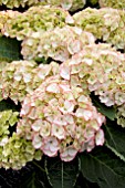 HYDRANGEA CHIQUE