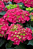 HYDRANGEA HOT RED