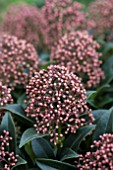 SKIMMIA MARLOT