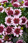 OSTEOSPERMUM 3D BERRY WHITE