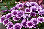 OSTEOSPERMUM 3D DARK VIOLET AND WHITE