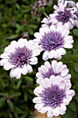 OSTEOSPERMUM 3D VIOLET ICE