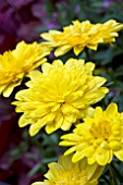 OSTEOSPERMUM 3D YELLOW