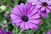 OSTEOSPERMUM FLOWER POWER COMPACT BLUE