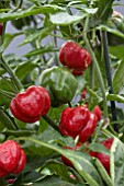 CAPSICUM CUTE STUFF RED