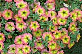 PETUNIA HAPPY MAGIC CREMISSIMO