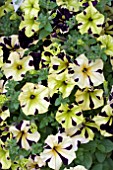 PETUNIA HAPPY MAGIC YELLOW PURPLE