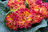 PRIMULA SUZETTE (CERISE SHADES)