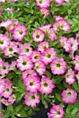 PETUNIA LITTLETUNIA PINK FRILLS