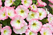 PETUNIA PINK HALO RAY