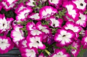 PETUNIA SAGUNA TWIRL PURPLE