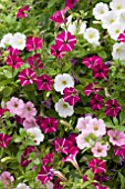 PETUNIA TRAILING MIXED IN BASKET