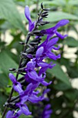 SALVIA GUARANTICA BLACK AND BLUE