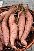 SWEET POTATO BEAUREGARD TUBERS