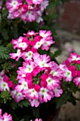 VERBENA WICKED HOT PINK