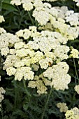 ACHILLEA MOONDUST