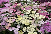 ACHILLEA SUMMER BERRIES