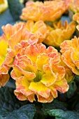 PRIMULA SUZETTE (PEACH SHADES)