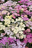 ACHILLEA SUMMER BERRIES