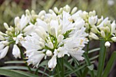 AGAPANTHUS DOUBLE DIAMOND