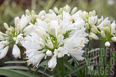 AGAPANTHUS_DOUBLE_DIAMOND