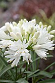 AGAPANTHUS DOUBLE DIAMOND