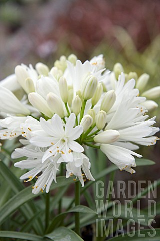 AGAPANTHUS_DOUBLE_DIAMOND