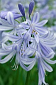 AGAPANTHUS LAVENDER HAZE