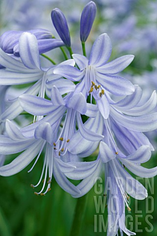 AGAPANTHUS_LAVENDER_HAZE