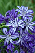 AGAPANTHUS MIDNIGHT STAR (SYN AGAPANTHUS NAVY BLUE)