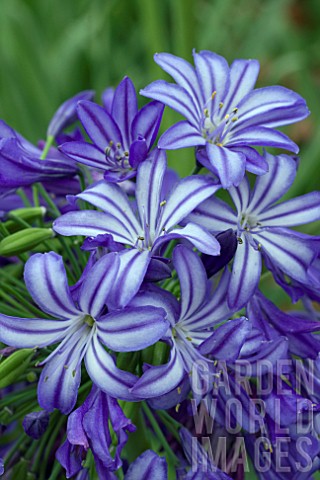 AGAPANTHUS_MIDNIGHT_STAR_SYN_AGAPANTHUS_NAVY_BLUE