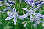 AGAPANTHUS STARGAZER