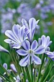 AGAPANTHUS SUNFIELD