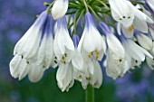 AGAPANTHUS TWISTER