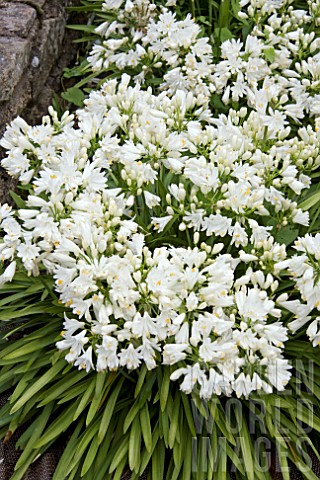 AGAPANTHUS_WHITE_DWARF