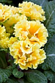 PRIMULA SUZETTE (YELLOW SHADES)