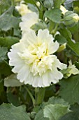 ALCEA SPRING CELEBRITIES LEMON