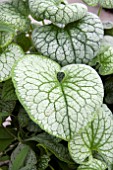 BRUNNERA ALEXANDERS GREAT