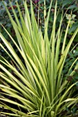 CORDYLINE WALS GOLDFINGER