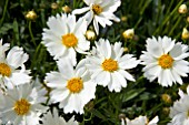 COREOPSIS POLARIS