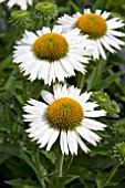 ECHINACEA WHITE MEDITATION