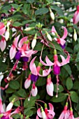 FUCHSIA SHADOWDANCER SOPHIA