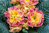 PRIMULA SUZETTE (PINK SHADES)