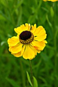 HELENIUM EL DORADO