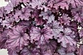 HEUCHERA FOREVER PURPLE