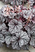 HEUCHERA LITTLE CUTIES FROST