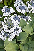 HYDRANGEA MARIESII PERFECTA AND HOSTA SIEBOLDIANA ELEGANS