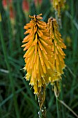 KNIPHOFIA MANGO POPSICLE