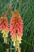 KNIPHOFIA PAPAYA POPSICLE